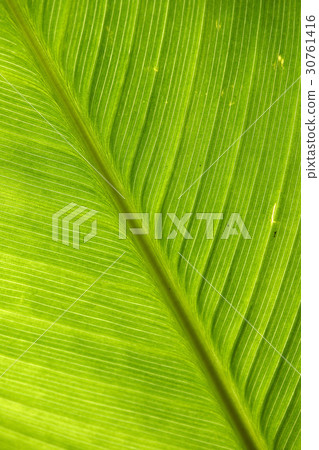 leaf leaf 30761416