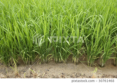 rice plant 30761468