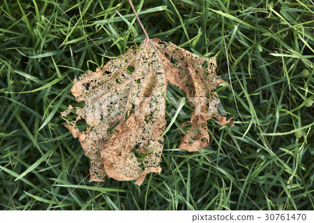 Leaves 30761470