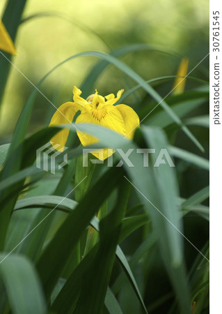 黃色虹膜 黃色虹膜 30761545