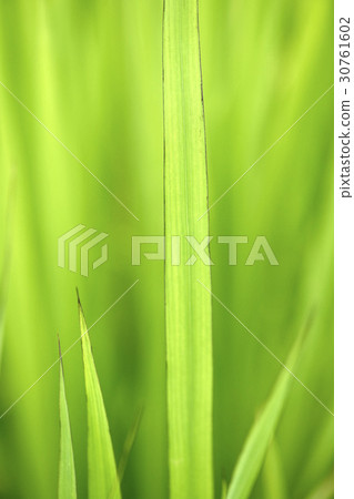 leaf of grass 30761602