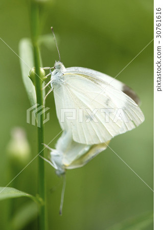 蝴蝶 30761616