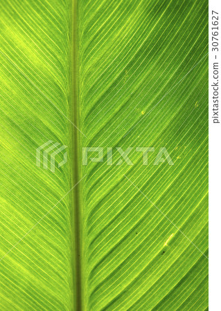 leaf leaf 30761627