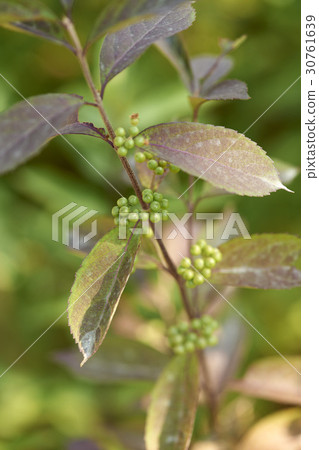 A little harpoon tree A little harpoon tree 30761639