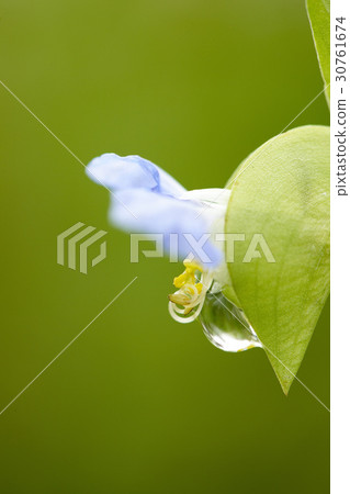 Chicken Chicken 30761674