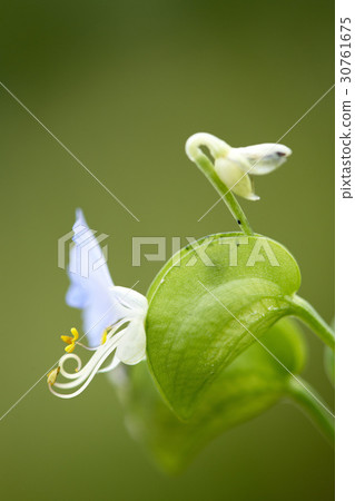 Chicken Chicken 30761675