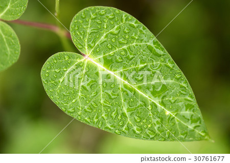 leaf leaf 30761677