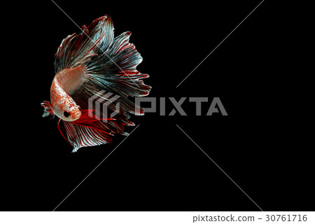 siamese fighting fish isolated on black background 30761716