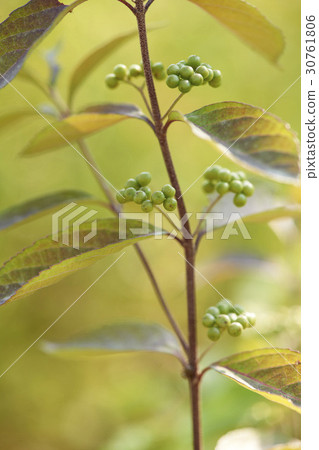 A little harpoon tree A little harpoon tree 30761806