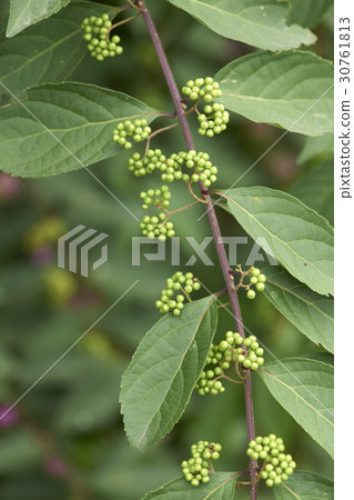 A little harpoon tree A little harpoon tree 30761813