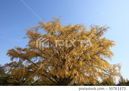 Ginkgo，Gyeongbokgung，Jongno-gu，Seoul 30761872