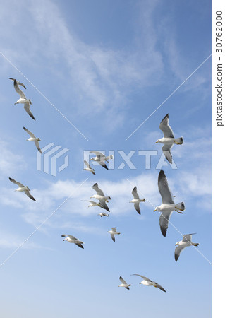 Seagull Seagull 30762000