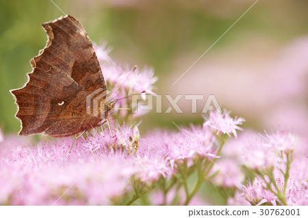 butterfly butterfly 30762001