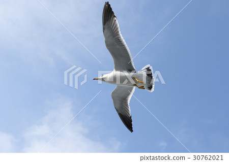 Seagull 30762021