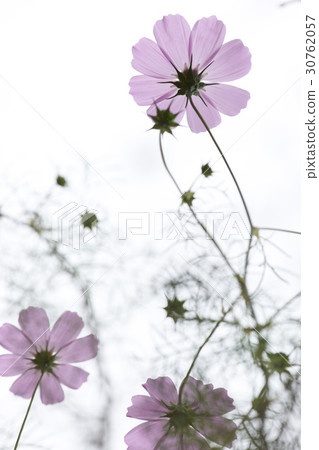 Cosmos Cosmos 30762057