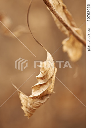 窩 窩 30762066