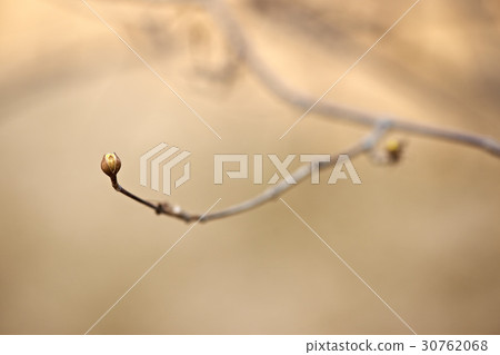 Corn oil Corn oil 30762068