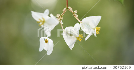 begonia 30762109
