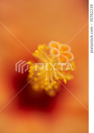 Hawaiian hibiscus 30762239