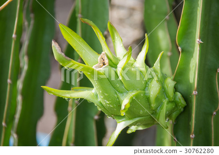 dragon Fruit on the tree after rain in garden dragon Fruit on the tree after rain in garden 30762280