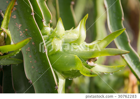dragon Fruit on the tree after rain in garden dragon Fruit on the tree after rain in garden 30762283
