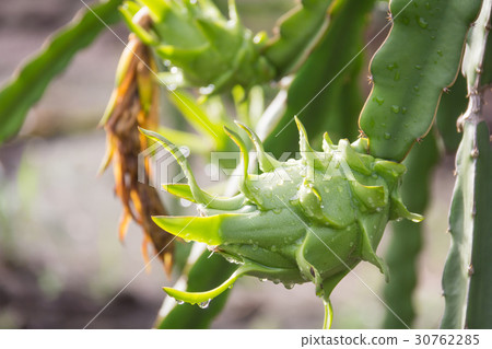 dragon Fruit on the tree after rain in garden dragon Fruit on the tree after rain in garden 30762285