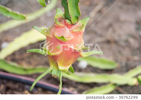 dragon Fruit on the tree after rain in garden 30762299