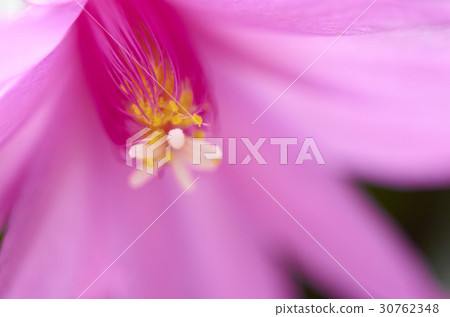 格瓦拉仙人掌 格瓦拉仙人掌 30762348