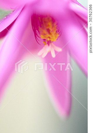 Guevara cactus Guevara cactus 30762366