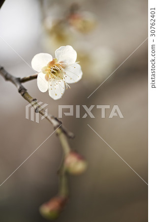 Plum Plum 30762401