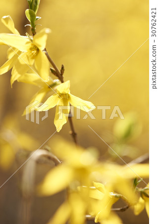 forsythia 30762421