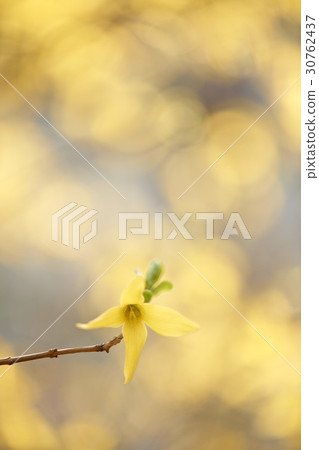 forsythia forsythia 30762437