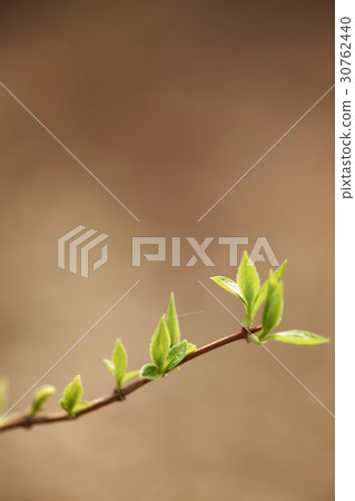 leaf leaf 30762440