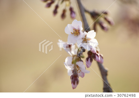 Cherry Blossom 30762498