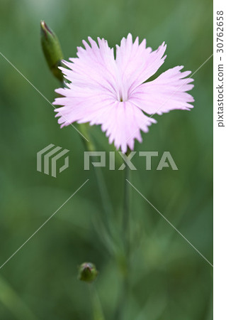 Paeraengyi Paeraengyi 30762658