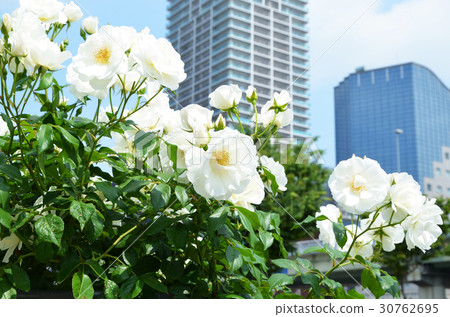 大阪Nakanoshima玫瑰園的風景 大阪Nakanoshima玫瑰園的風景 30762695