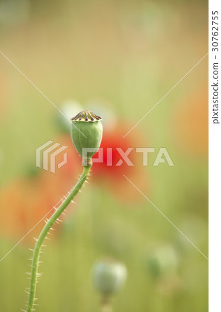 poppy poppy 30762755