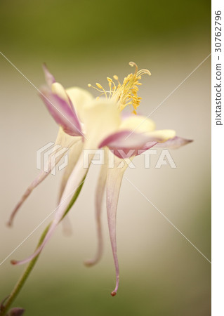 Western Mackerel Flower 30762796