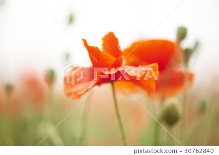 poppy poppy 30762840