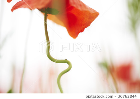 罌粟 罌粟 30762844