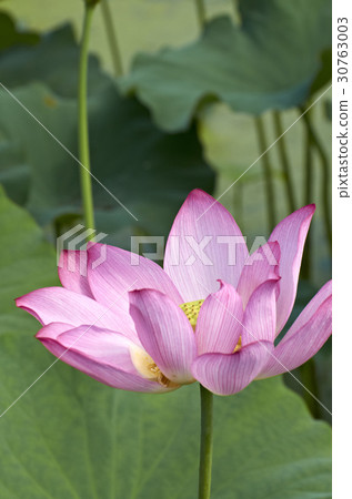 蓮花 30763003
