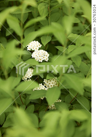 Poppy tree Poppy tree 30763014