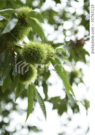 night night 30763116