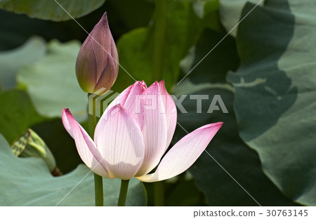 蓮花 蓮花 30763145