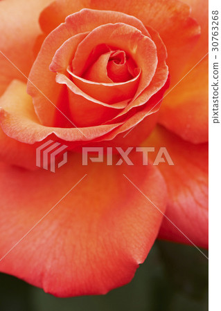 玫瑰 30763268