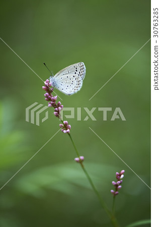 Southern Butterfly 30763285