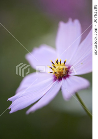 Cosmos Cosmos 30763299