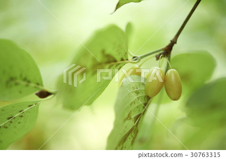 玉米油 30763315