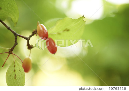 玉米油 30763316