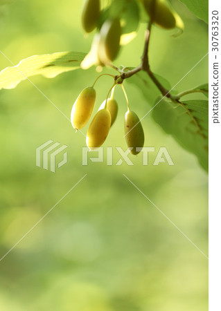 玉米油 30763320